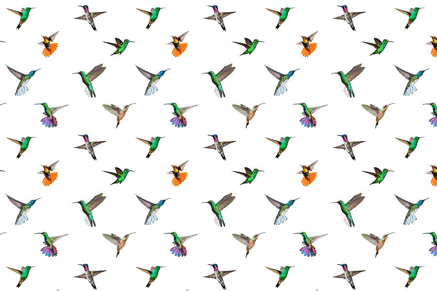 Hummingbirds of Trinidad and Tobago on white Digital Art by Rachel Lee Young