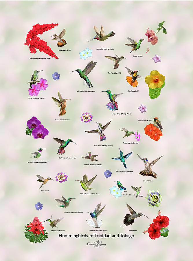 Hummingbirds of Trinidad and Tobago Digital Art by Rachel Lee Young