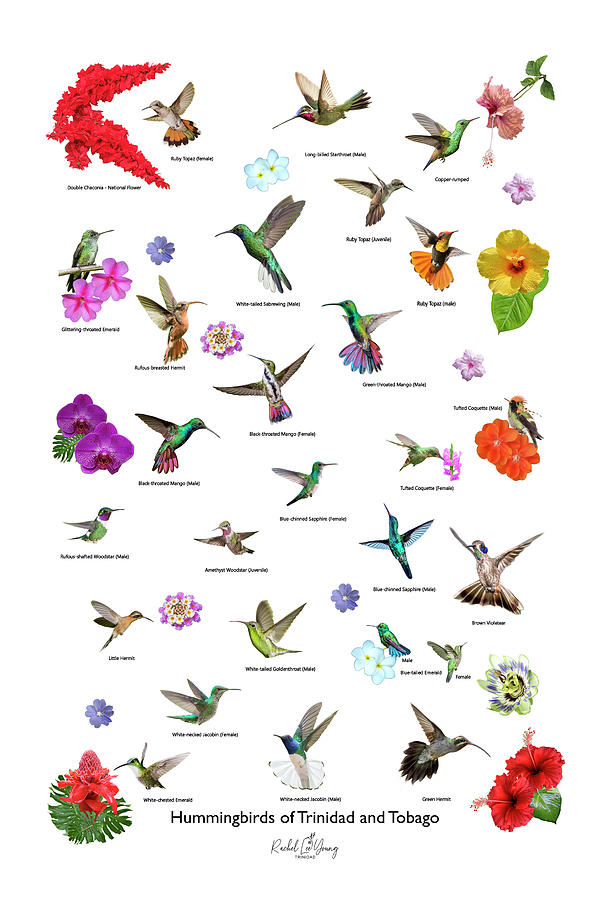 Hummingbirds of Trinidad and Tobago - White Digital Art by Rachel Lee Young