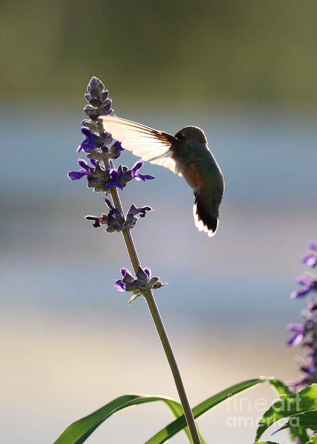 Hummingbirds Secret Photograph by Carol Groenen