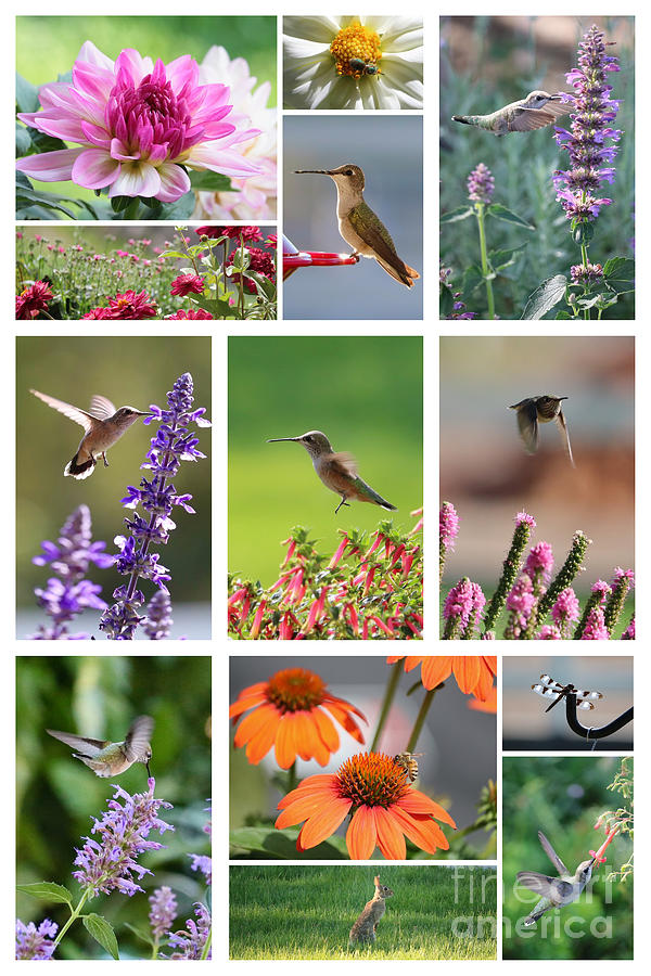 Hummingbirds With Friends Collage 2 Photograph