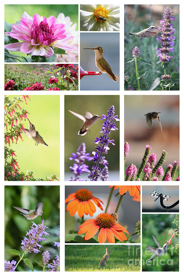Hummingbirds with Friends Collage Photograph by Carol Groenen
