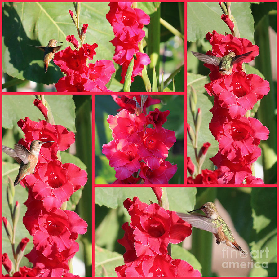 Hummingbirds with Red Gladiolus Collage Photograph by Carol Groenen