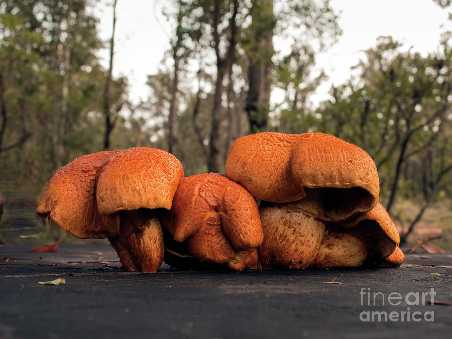 Humongous Fungi Photograph by Elaine Teague