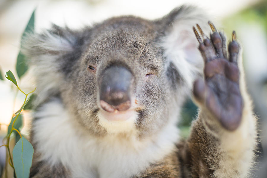 Humorous Koala waving Photograph by David Levingstone