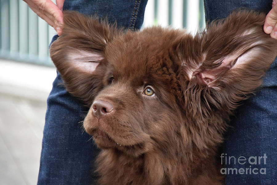 what breed of dog looks like an ewok