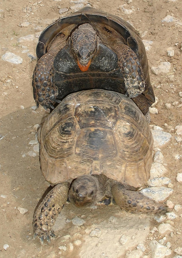 Humorous Mating Tortoises 80s nature Painting by Anthony Davies - Pixels