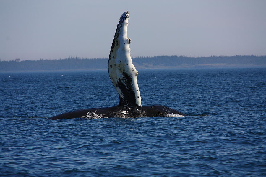 Hump Back Whale Photograph by David Matthews