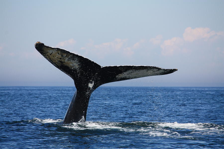 Hump Back Whale Tail Photograph by David Matthews