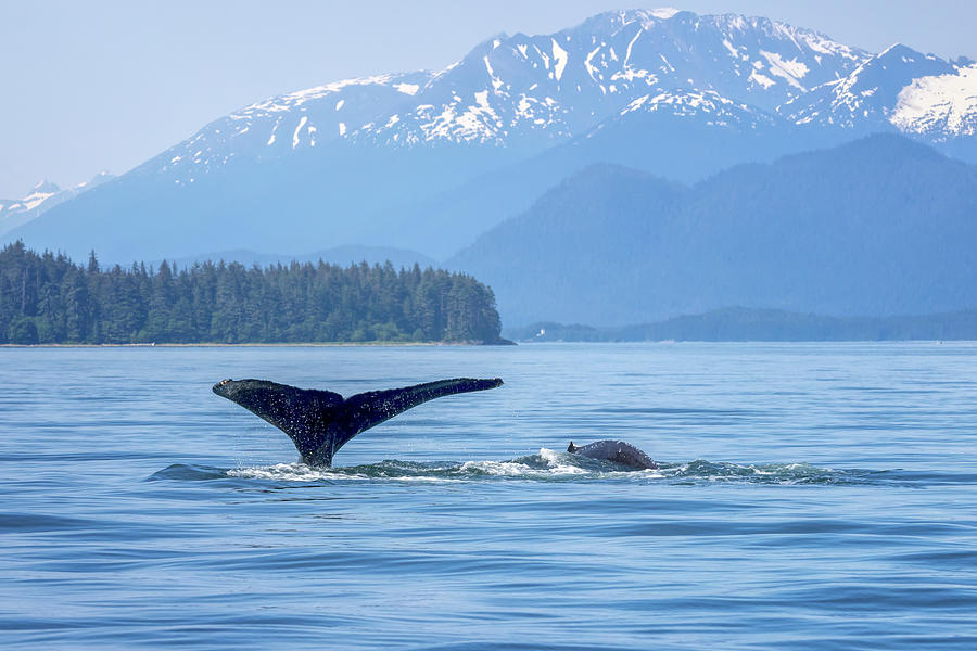 Humpback and Calf Photograph by Deborah Penland - Fine Art America