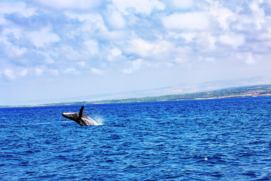 Humpback Breach on the Big Island Photograph by Anthony Jones
