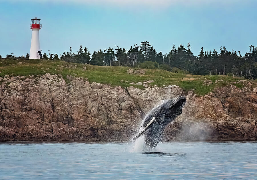 Humpback Breach with Lighthouse Photograph by Tracy Munson