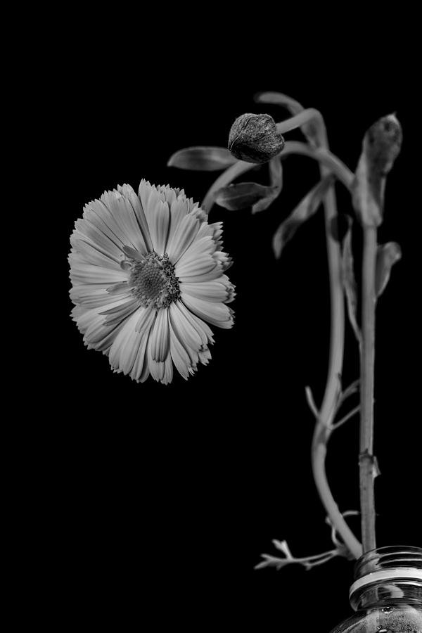 Humpback daisy in black and white Photograph by Alessandra RC