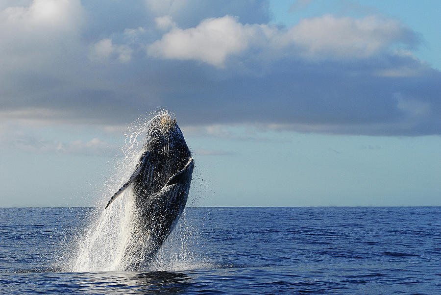 Humpback Dance Photograph by Colin Hocking