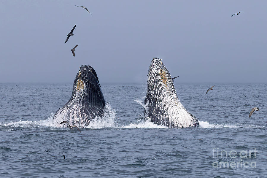 Humpback Double Lunge Feed Photograph by Loriannah Hespe