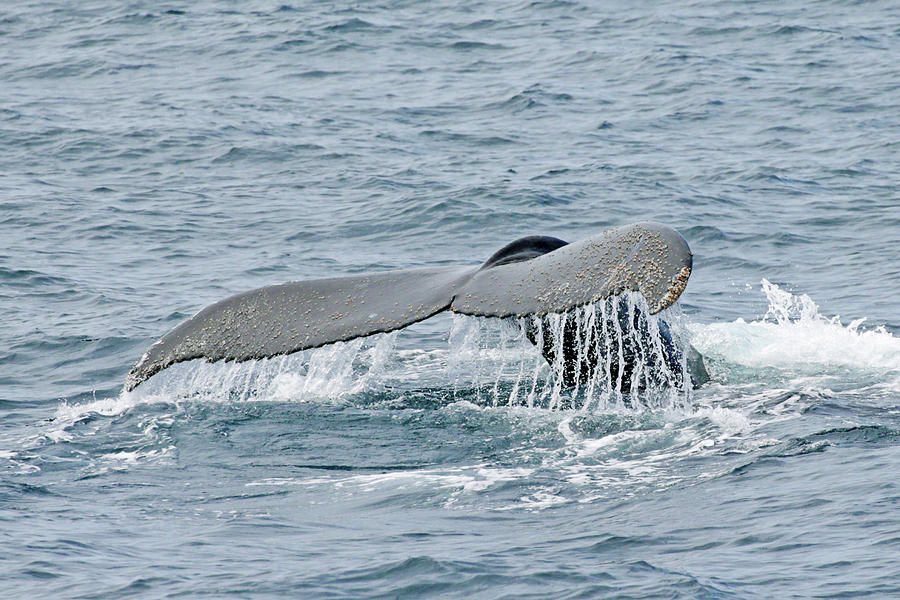 Humpback Heading Down Photograph by Shoal Hollingsworth