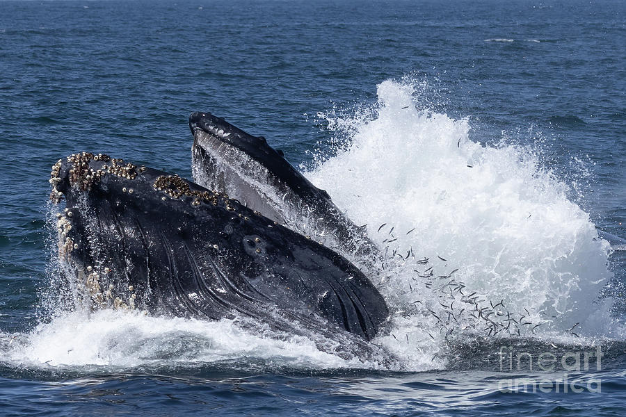Humpback Lunge Feeding Photograph by Loriannah Hespe