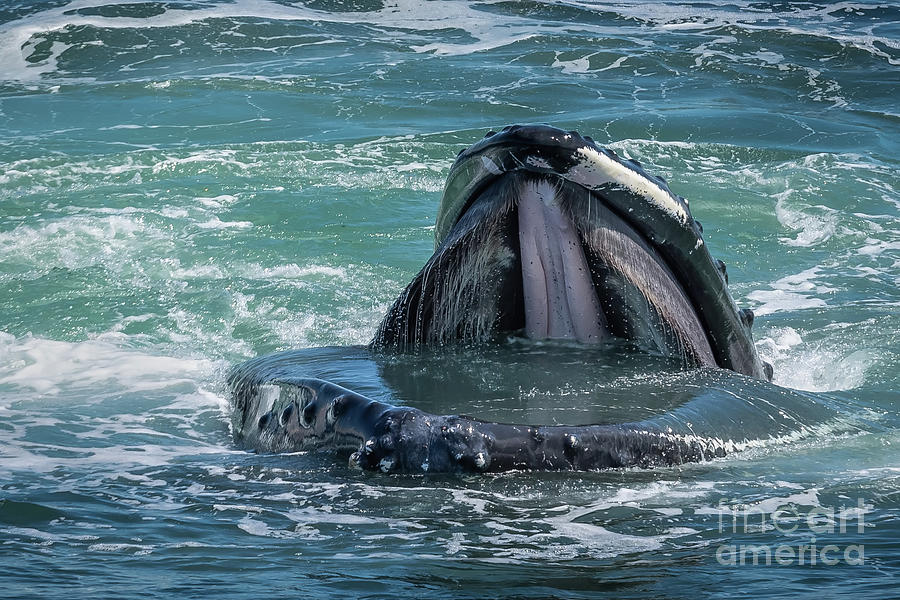 Humpback Open Wide Photograph by Lorraine Cosgrove