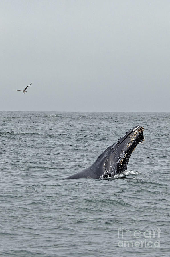 Humpback Slow Breach Photograph by Natural Focal Point Photography