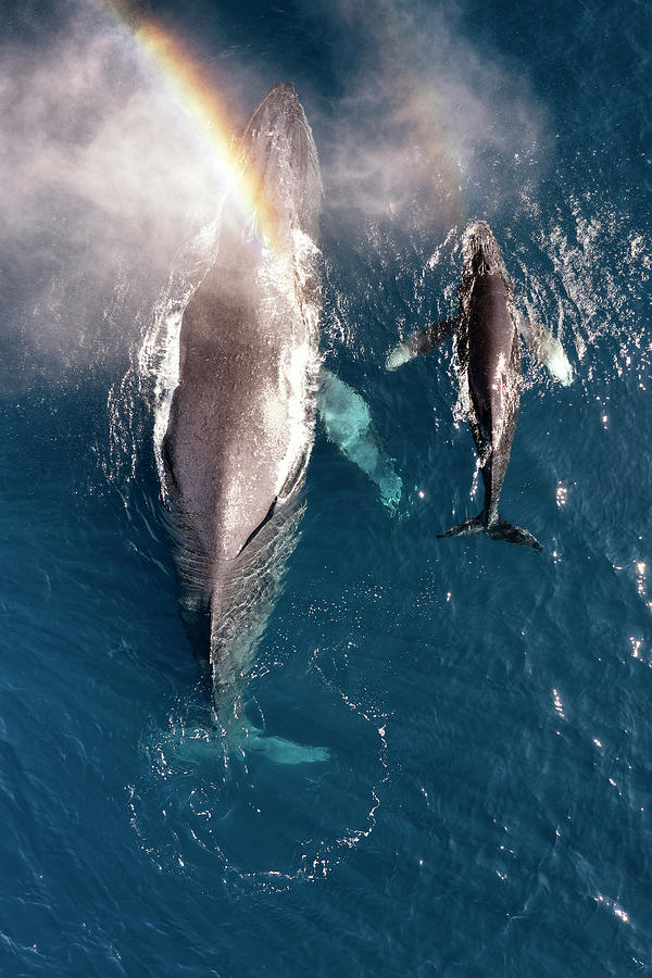 Whale Photograph - Humpback Spout Rainbow by Christopher Johnson