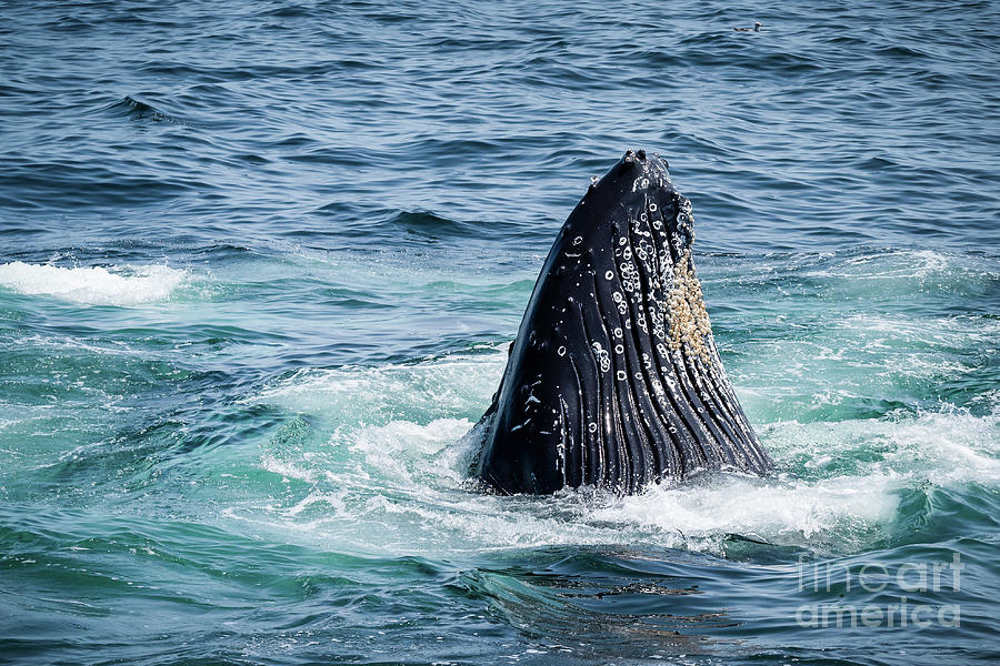 Humpback Spyhopping Photograph by Lorraine Cosgrove