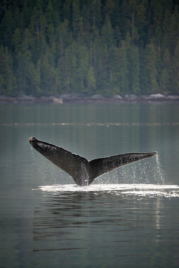 Humpback Tail Photograph by Bill Cubitt