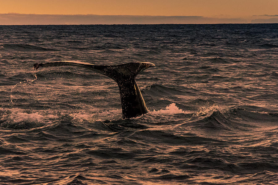 Humpback Tail Fin Photograph by Adrian O Brien