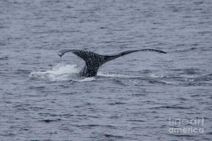 Humpback tail Photograph by Steve Speights