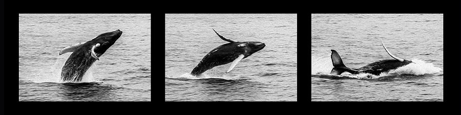 Humpback Triptych Photograph by Sally Fuller