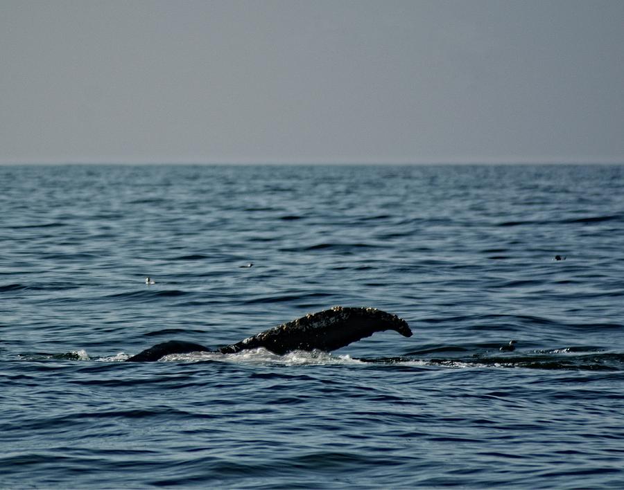 Humpback Whale 13 Photograph by Maggy Marsh