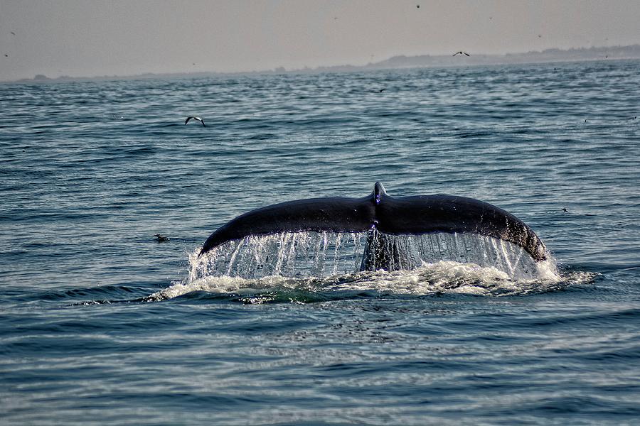 Humpback Whale 15 Photograph by Maggy Marsh