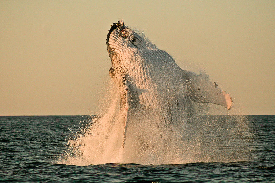 Humpback whale at sunset Photograph by Catherine Clark/www.cjdolfinphotography.co.uk