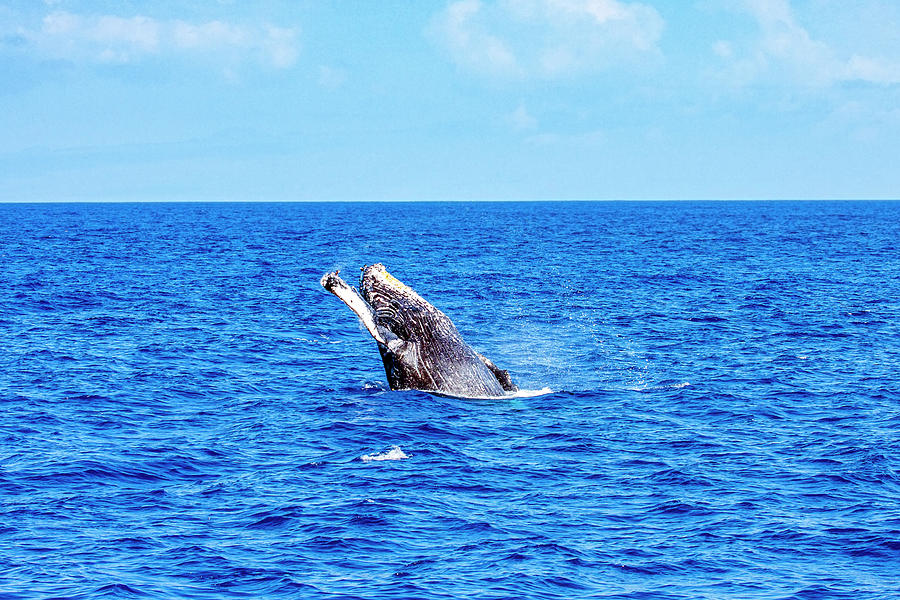 Humpback Whale Breach  Photograph by Anthony Jones