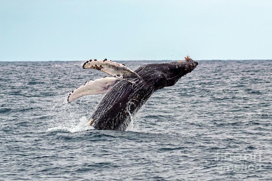 Humpback Whale Breaches off Oceanside Photograph by Rich Cruse