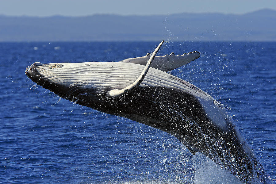 Humpback whale breaching - close-up Photograph by Sylvain Cordier