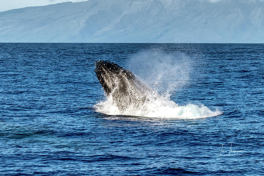 Humpback Whale Breaching Photograph by Jim Thompson