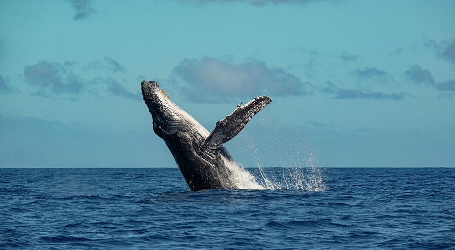 Humpback Whale Breaching Photograph by Matt Swinden