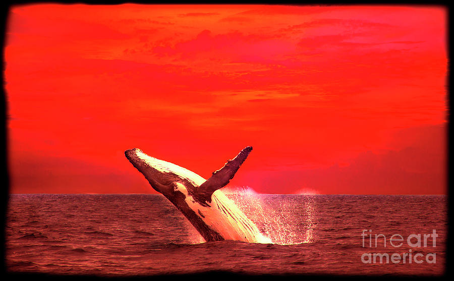 Humpback Whale Breaching Near Puerto Lopez, Ecuador XIII Photograph by Al Bourassa