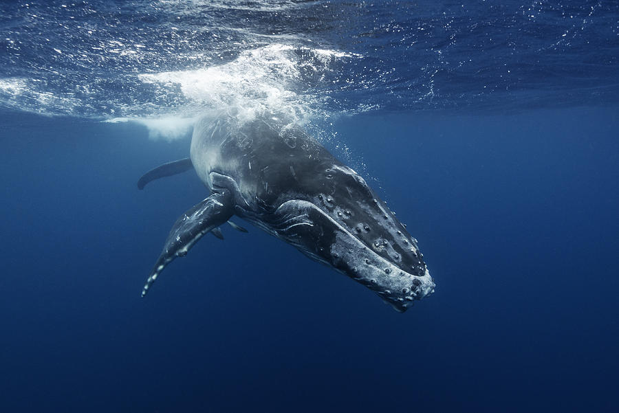 Humpback whale calf playing near the surface, Kingdom of Tonga. Photograph by By Wildestanimal