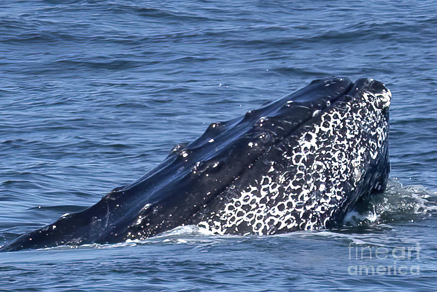 Humpback Whale Chin Slap Photograph by Loriannah Hespe