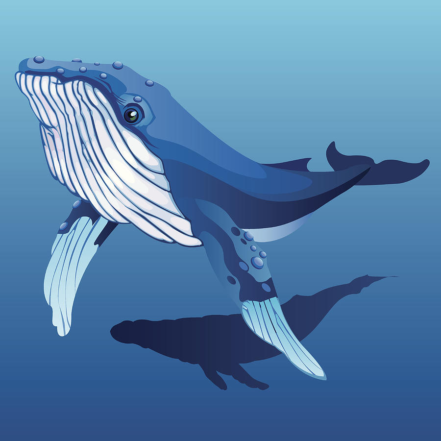 Humpback whale Drawing by Cyfrogclone