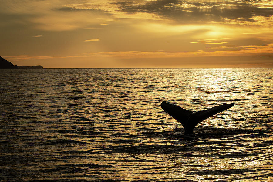 Humpback whale diving at sunset Photograph by Ruben Vicente