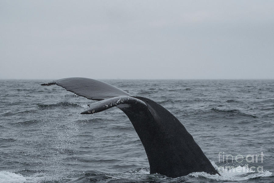 Animal Photograph - Humpback Whale Diving near Sitka #2 by Nancy Gleason