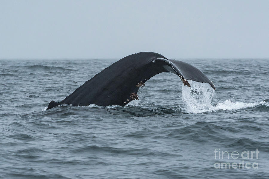Humpback Whale Diving near Sitka Photograph by Nancy Gleason