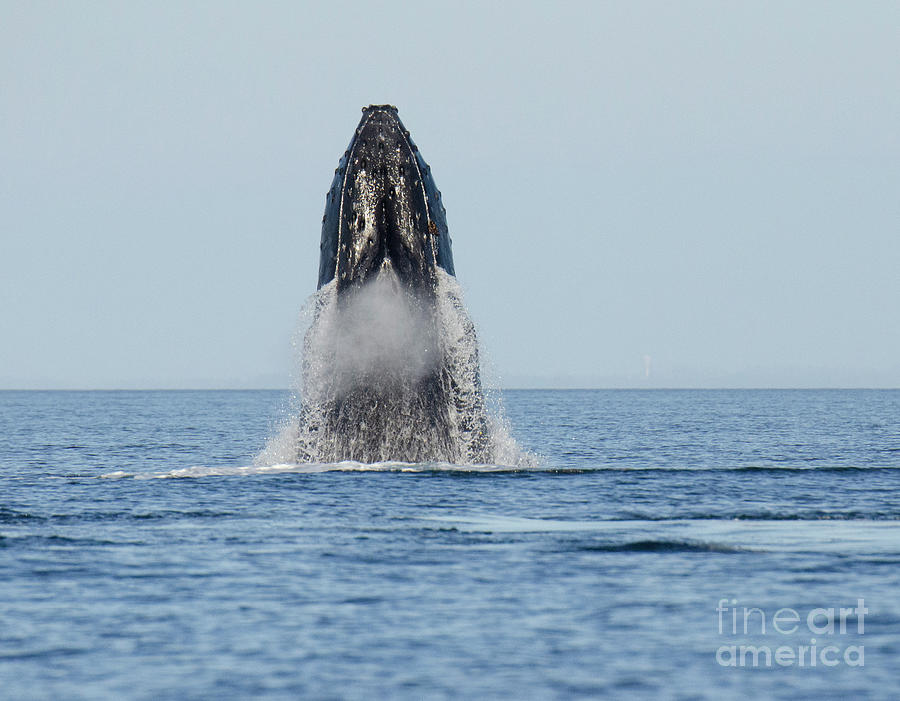 Humpback Whale Emerging Photograph by Bob Christopher