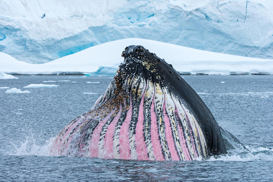 Humpback Whale feeding in Antarctica Photograph by Adam Cropp