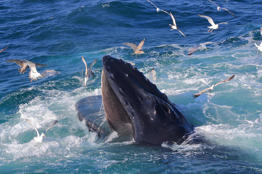 Humpback Whale Feeding Photograph by John Burk - Fine Art America