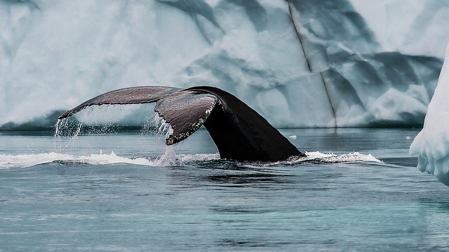 Nature Photograph - Humpback Whale Fluke #2 - Greenland by Stuart Litoff