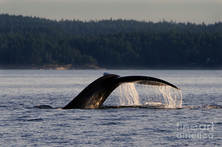 Humpback Whale Fluke Photograph by Bob Christopher