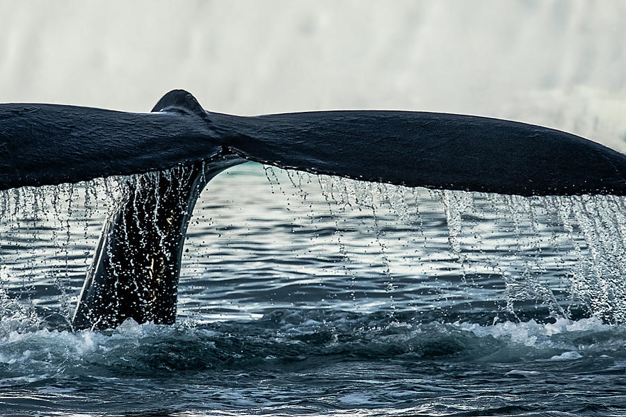 Nature Photograph - Humpback Whale Fluke - Greenland by Stuart Litoff
